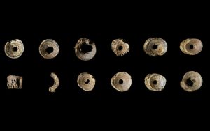 A dozen small circular bones with holes in the middles, in varying states of repair. One is flipped on its side to show the columnar shape and holes in the fossilized bone.